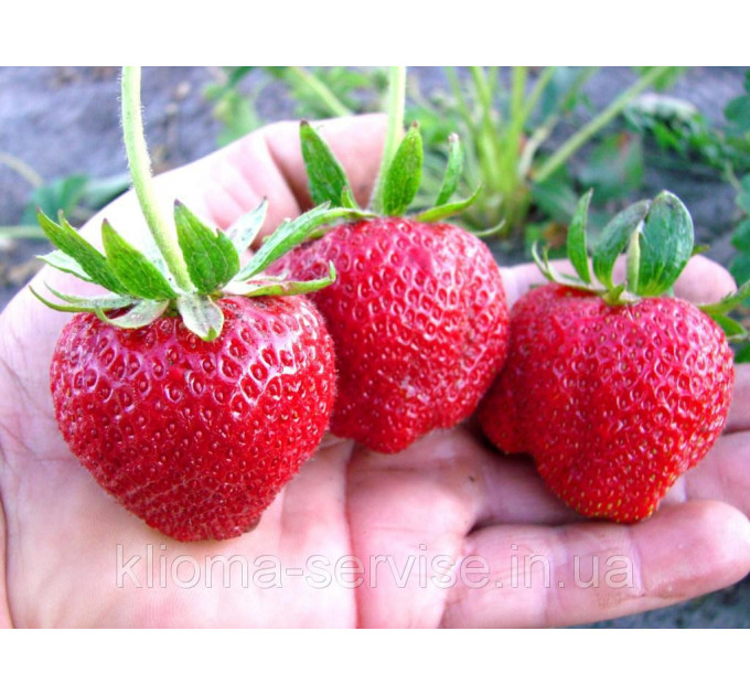 Рассада клубники "Хоней", фриго класc A (ранняя)