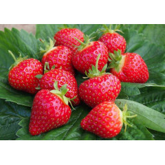 Розсада полуниці "Хоней", фріго клас A (рання)