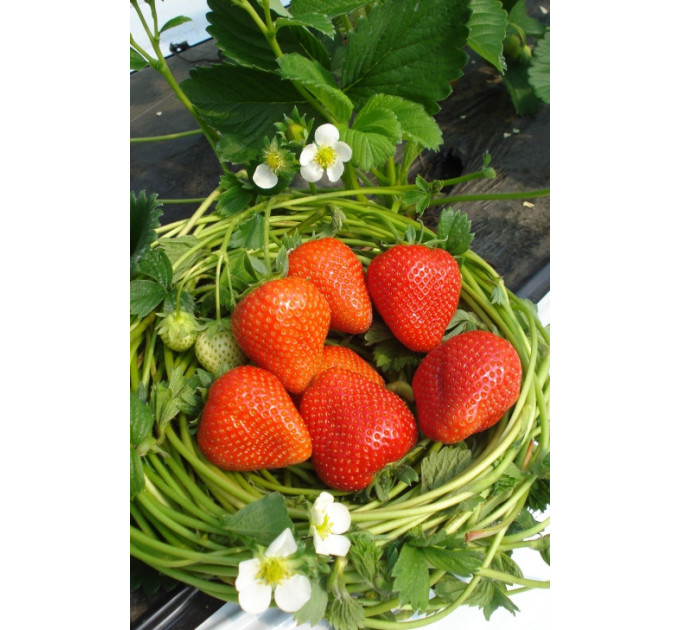 Рассада клубники "Румба", в кассетах