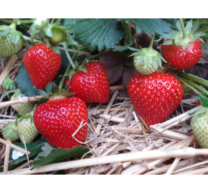 Рассада клубники "Румба", в кассетах