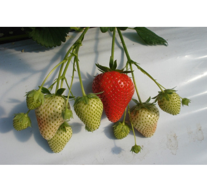 Рассада клубники "Румба", в кассетах