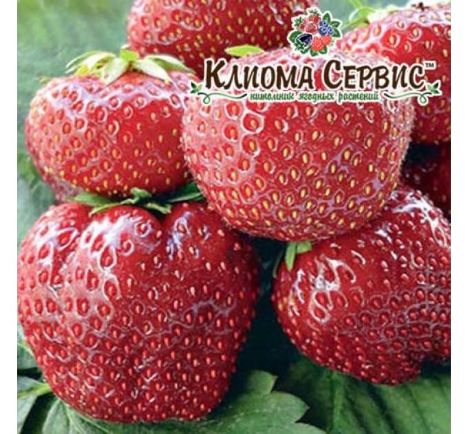 Саженцы клубники сорт Флоретта, в кассетах