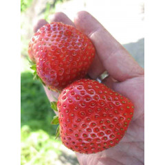 Саженцы клубники сорт Флоретта, в кассетах