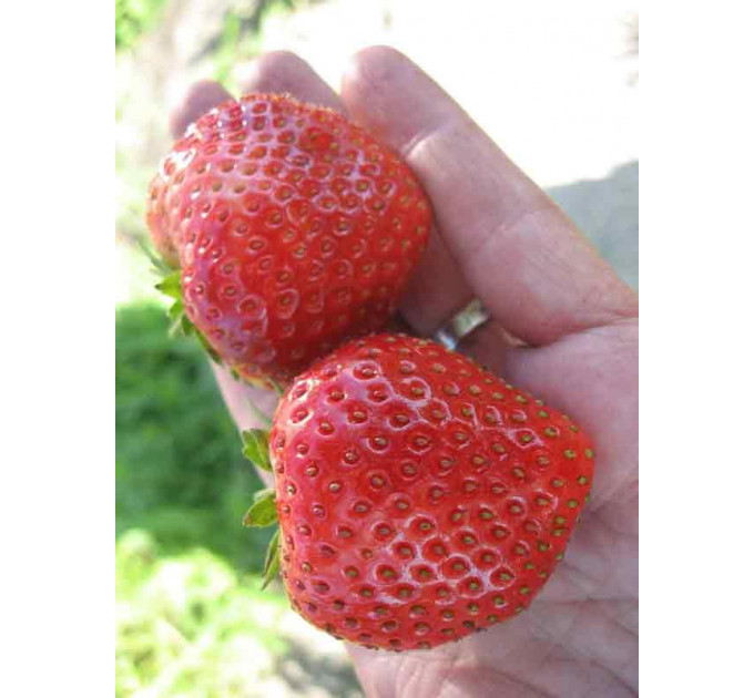 Саженцы клубники сорт Флоретта, в кассетах