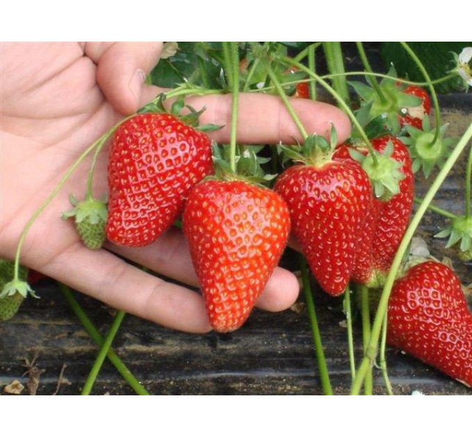 Рассада клубники сорт Азия, фриго класс А (ранняя)