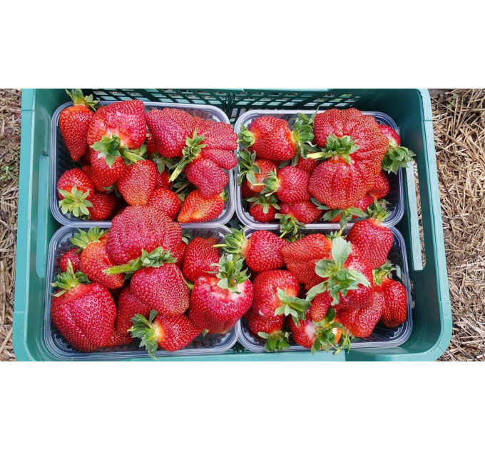 Рассада клубники сорт Азия, фриго класс А (ранняя)