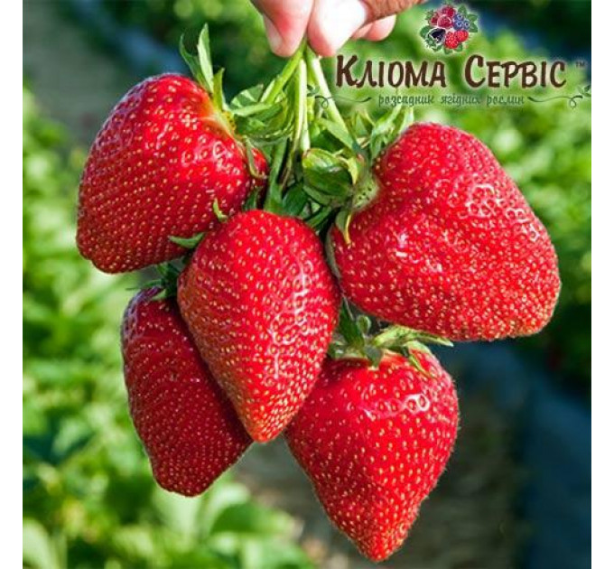Саженцы клубники сорт "Свит Чарли", класc А (ранняя)