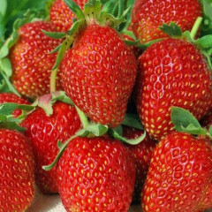 Саженцы клубники сорт "Свит Чарли", класc А (ранняя)