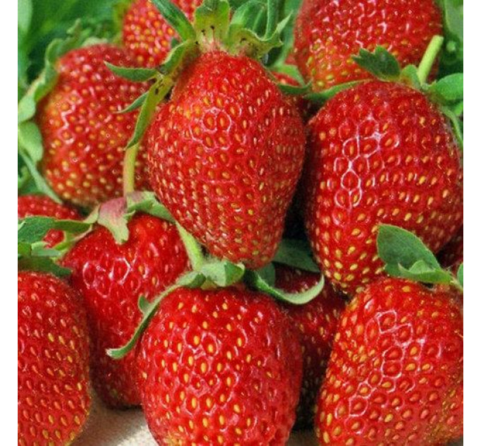 Саженцы клубники сорт "Свит Чарли", класc А (ранняя)