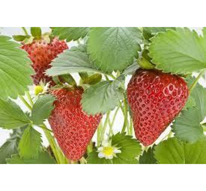 Саженцы клубники сорт "Свит Чарли", класc А (ранняя)