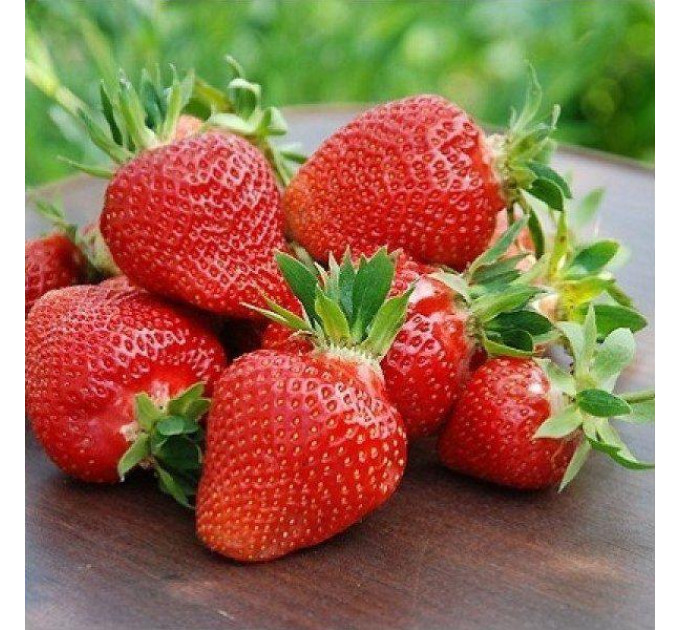 Рассада клубники "Румба", в кассетах