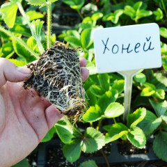 Рассада клубники Хоней, в кассетах