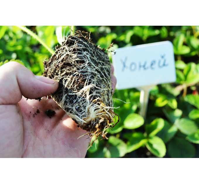 Розсада полуниці Хоней, в касетах