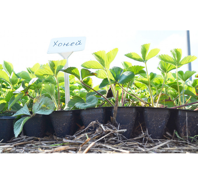 Розсада полуниці Хоней, в касетах