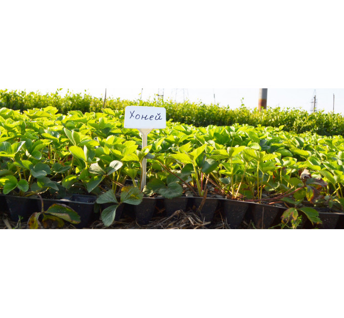 Розсада полуниці Хоней, в касетах