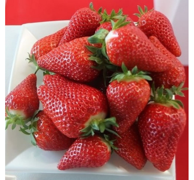 Рассада клубники сорт Брилла, кассета 54 ячейки