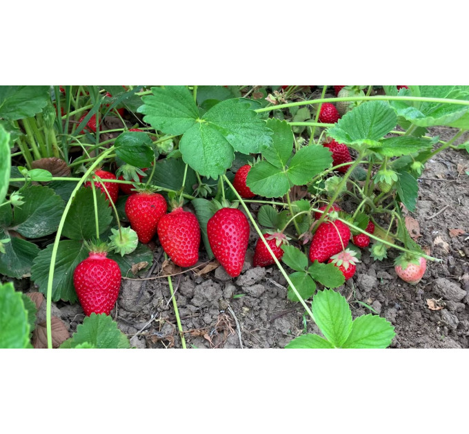 Рассада клубники сорт Брилла, кассета 54 ячейки