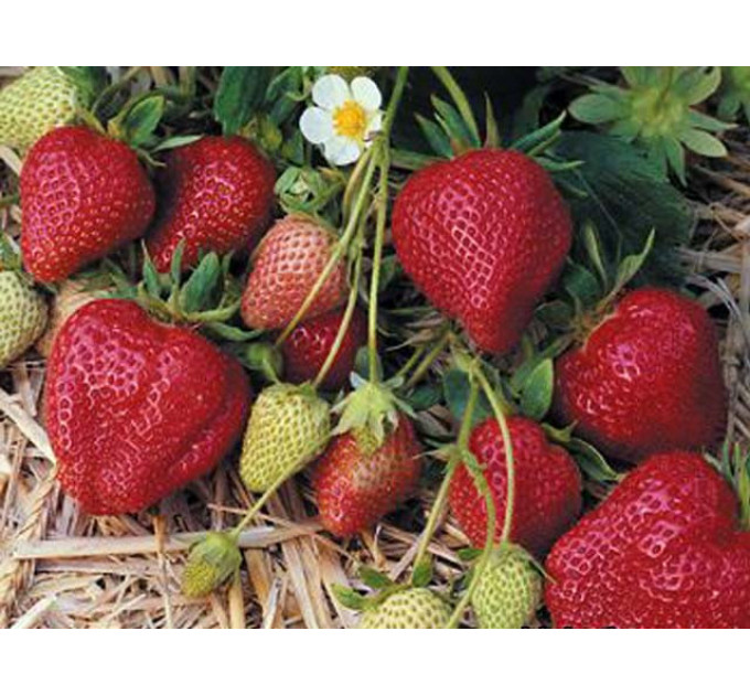 Рассада клубники "Дарселект", класс А (ранняя)