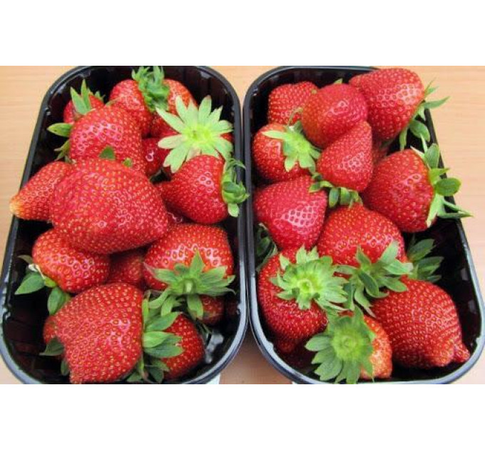 Рассада клубники "Дарселект", класс А (ранняя)