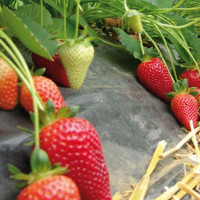 Рассада клубники сорт Брилла, кассета 54 ячейки Рассада клубники сорт Брилла, кассета 54 ячейки