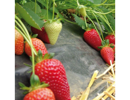 Клубники сорт Брилла в кассетах, 45 ячеек Клубники сорт Брилла в кассетах, 45 ячеек