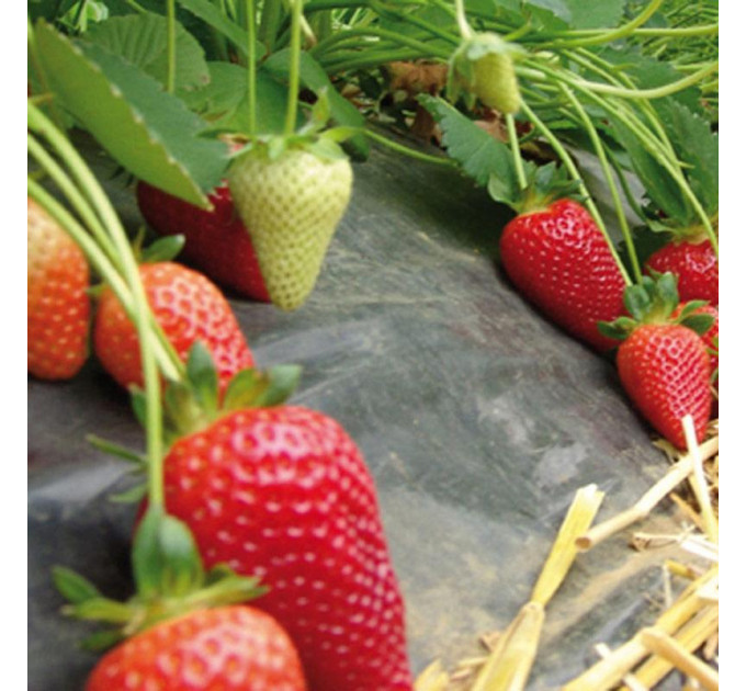 Рассада клубники сорт Брилла, кассета 54 ячейки