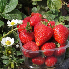 Розсада полуниці Альба, в касетах 77 комірок