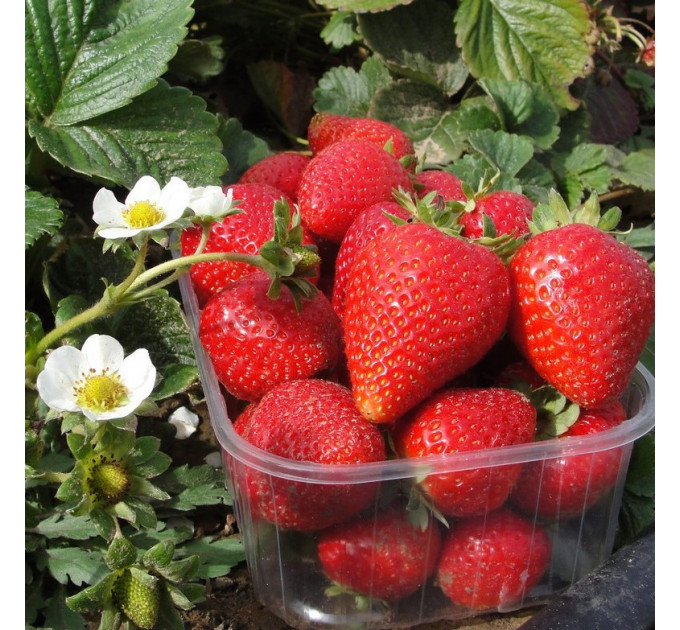 Розсада полуниці Альба, в касетах 77 комірок