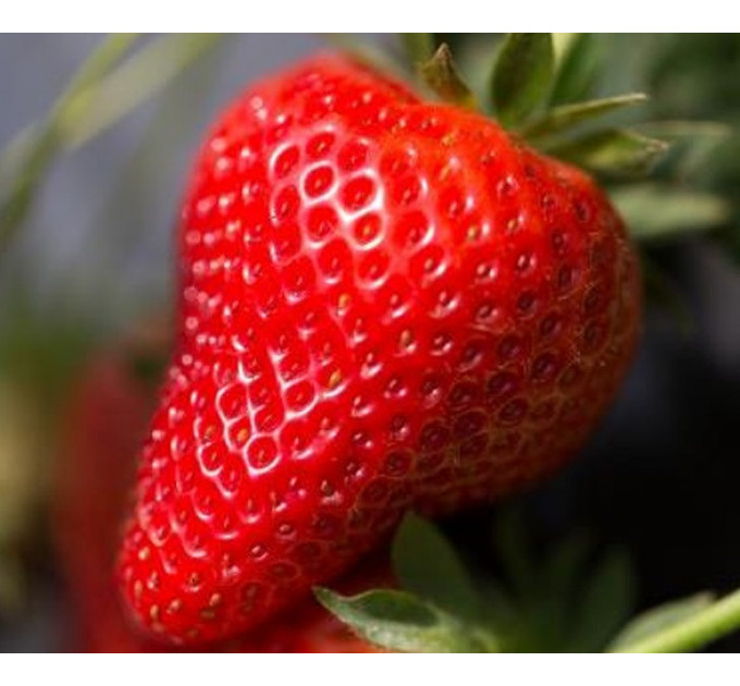 Клубника сорт "Джоли", ранний сорт кассетах 45 ячеек