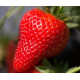 Клубника сорт "Джоли", ранний сорт кассетах 45 ячеек