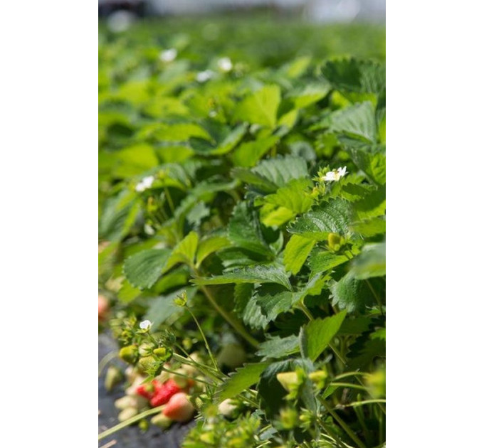 Клубника сорт "Джоли", ранний сорт кассетах 45 ячеек