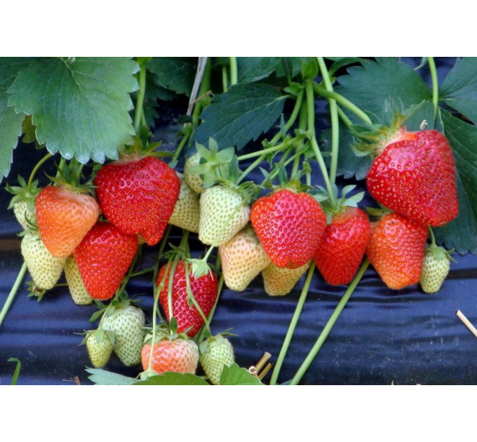 Клубника сорт "Джоли", ранний сорт кассетах 45 ячеек