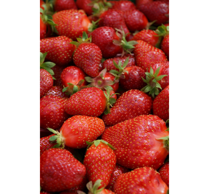 Клубника сорт "Джоли", ранний сорт кассетах 45 ячеек