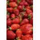 Клубника сорт "Джоли", ранний сорт кассетах 45 ячеек