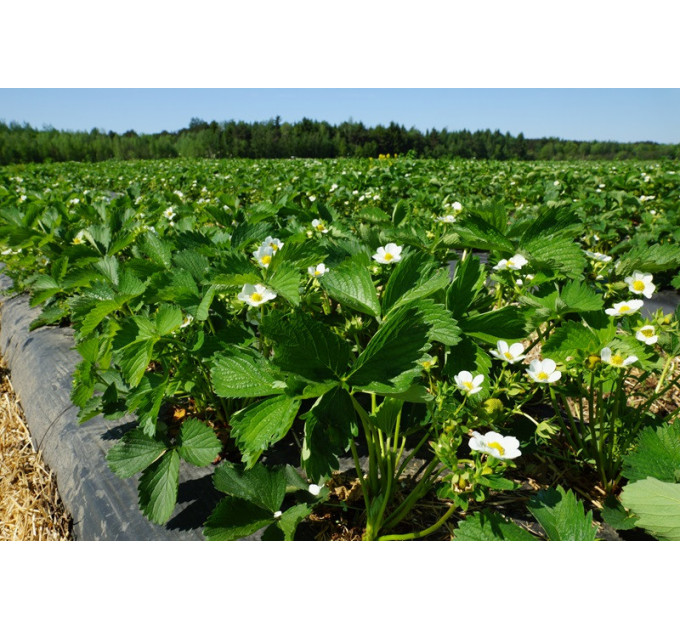 Клубника сорт "Джоли", ранний сорт кассетах 45 ячеек