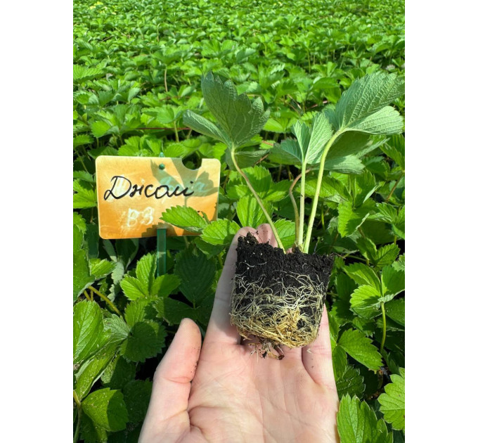 Клубника сорт "Джоли", ранний сорт кассетах 45 ячеек