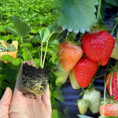 Полуниця сорт Джолі, у касеті 45 комірок