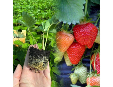 Клубника сорт Джоли в кассетах, 45 ячеек Клубника сорт Джоли в кассетах, 45 ячеек