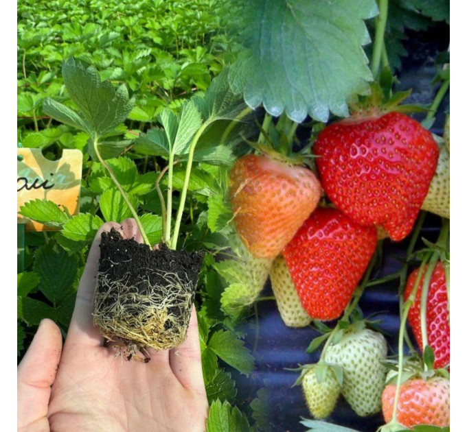 Клубника сорт "Джоли", ранний сорт кассетах 45 ячеек