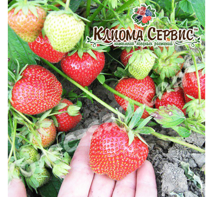 Рассада клубники "Дарселект", класс А (ранняя)