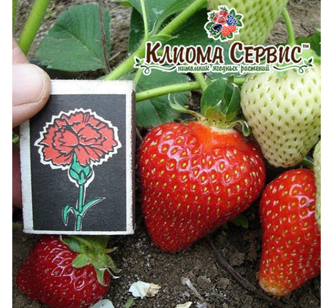 Розсада полуниці Хоней, в касетах