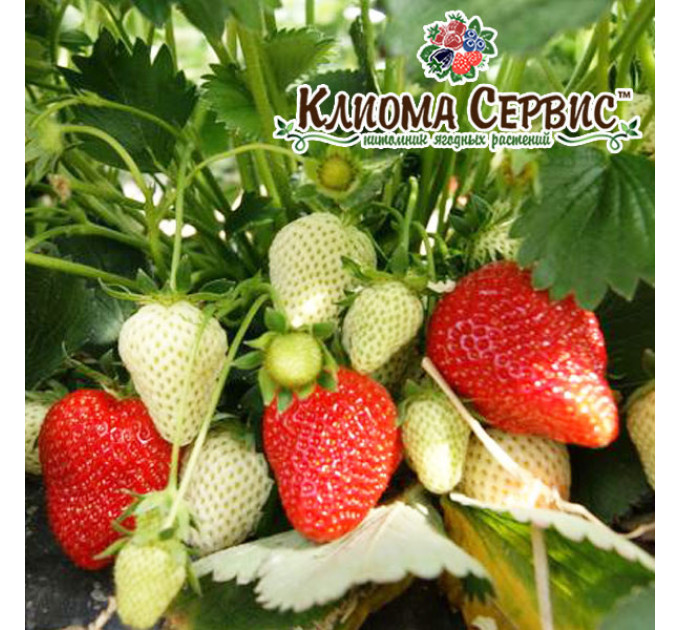 Рассада клубники "Румба", в кассетах