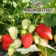 Рассада клубники "Румба", в кассетах