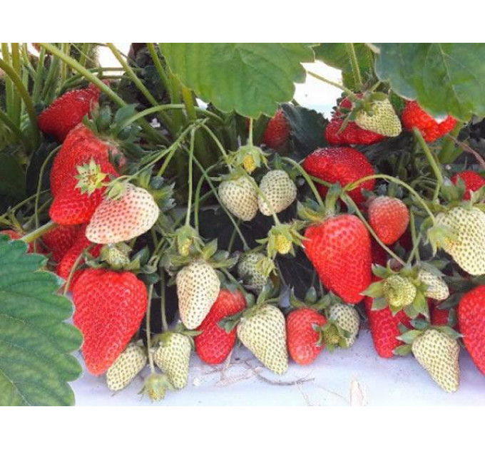 Саджанці полуниці сорт Амі, фріго клас B