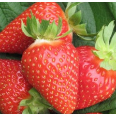 Саженцы клубники сорт Ами, фриго класс B