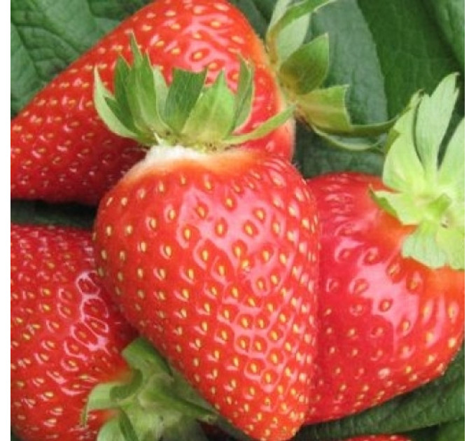 Саджанці полуниці сорт Амі, фріго клас B