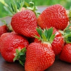 Саженцы клубники сорт "Свит Чарли", класc В (ранняя)