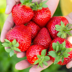 Полуниця сорт Румба, у касеті 54 комірки