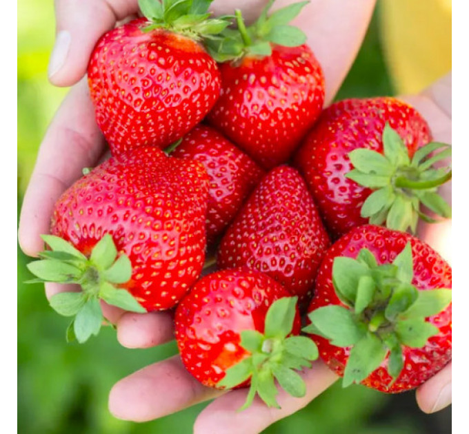 Клубника сорт "Румба", в кассетах 54 ячейки