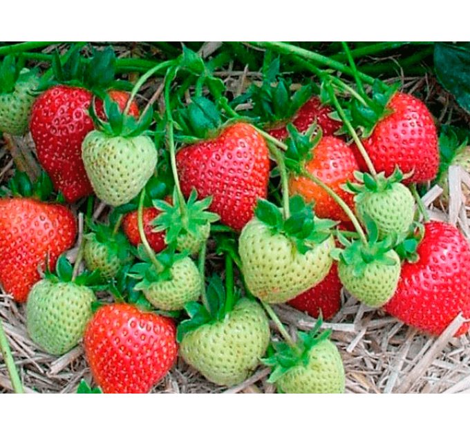 Клубника сорт "Румба", в кассетах 54 ячейки